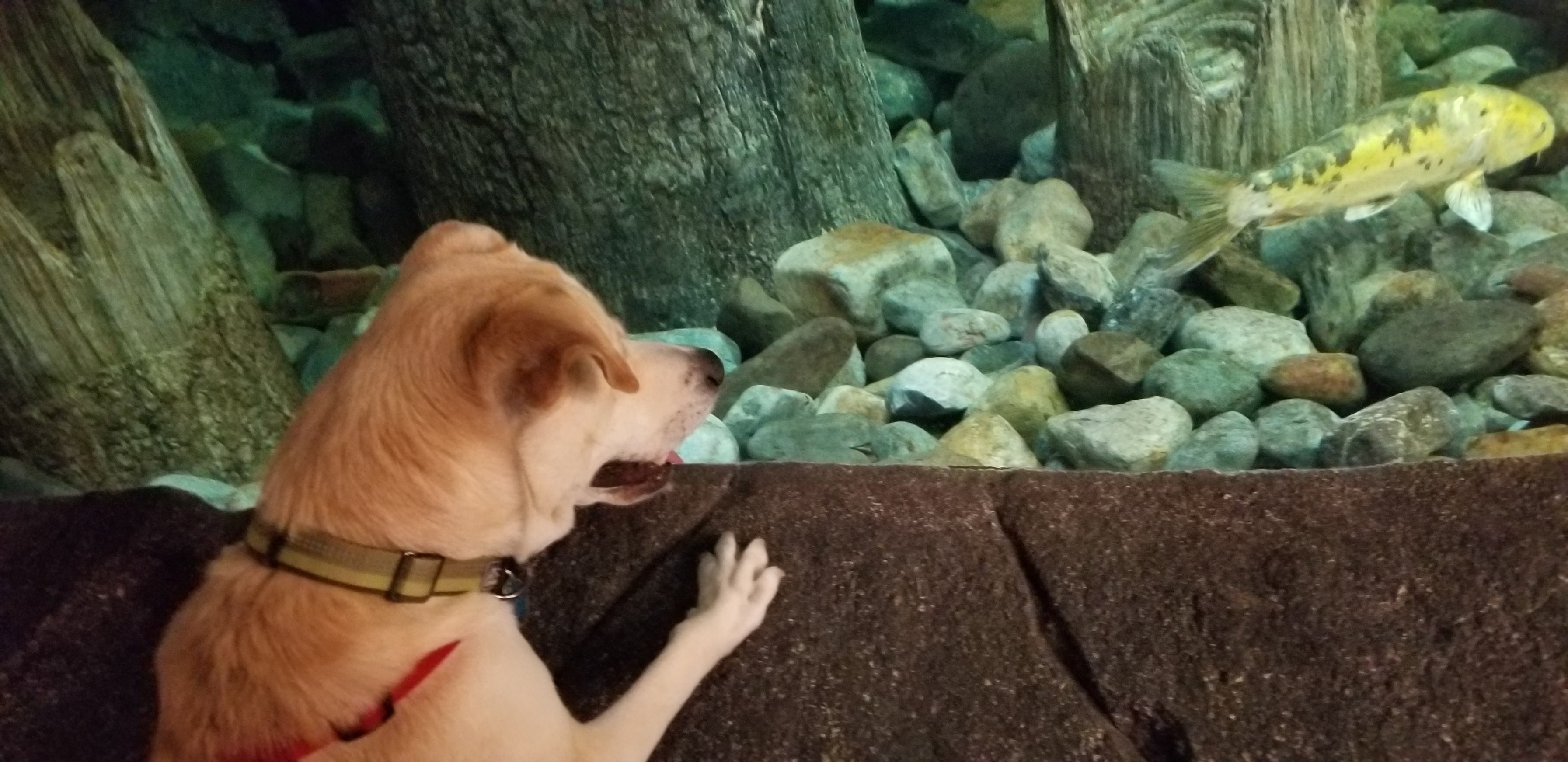 Elliott harassing a fish